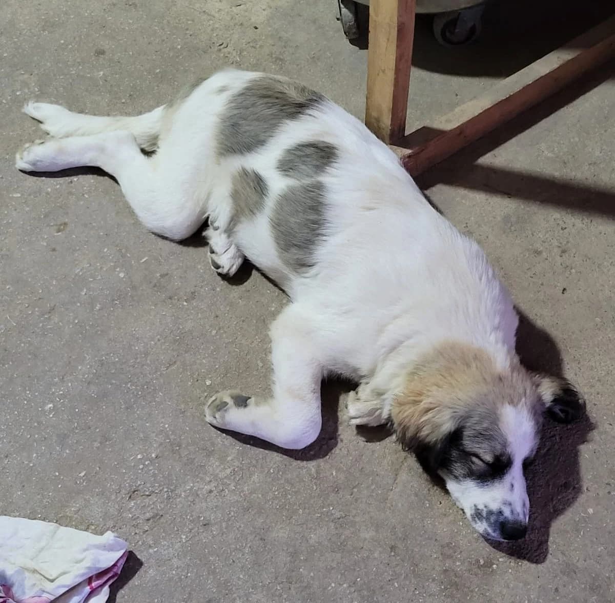 Trixie, female 3yo Mixed Breed for adoption at Tierheim Rieden