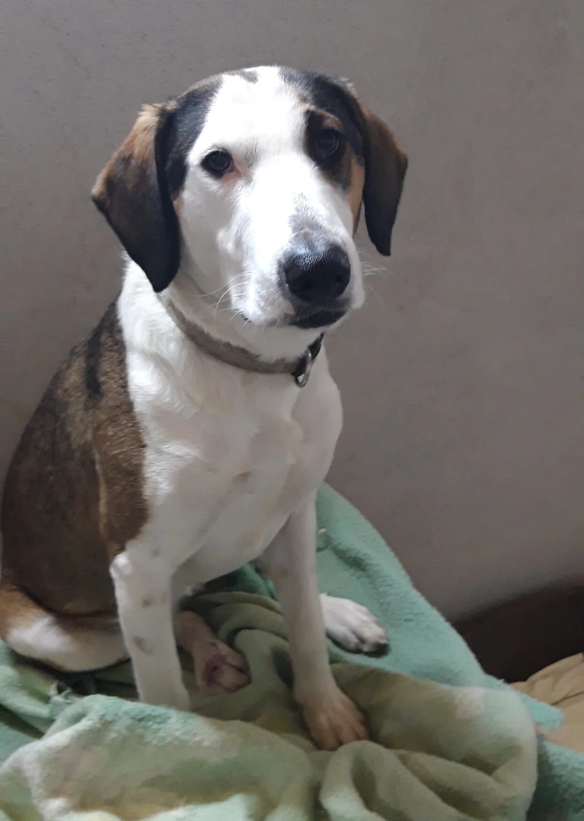 Mia, female 3yo Mixed Breed for adoption at Tierheim Rieden