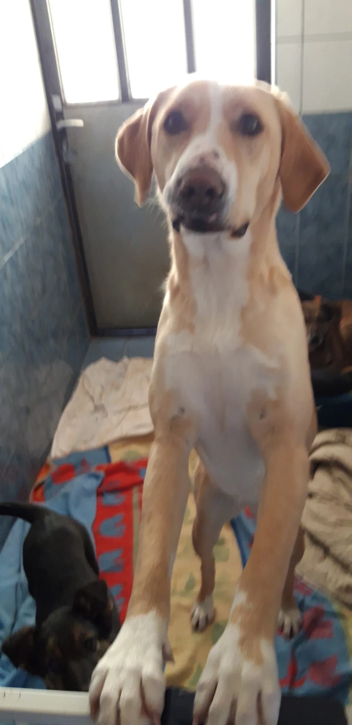 Nala, female 3yo Mixed Breed for adoption at Tierheim Rieden