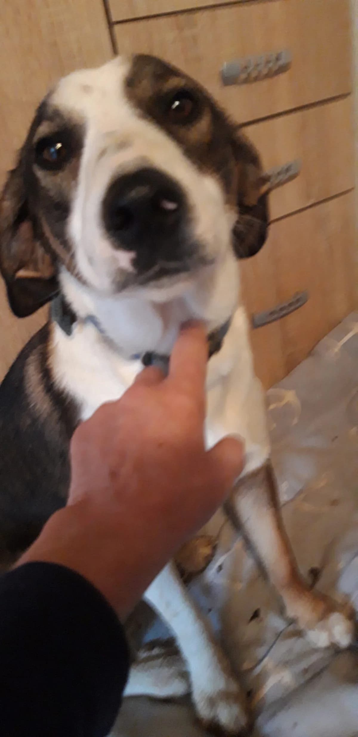 Faja, female 3yo Mixed Breed for adoption at Tierheim Rieden