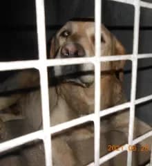 BRUNO, braun gestromtKastriert: neinGechipt: jaDieser kleine Racker steckt voller Lebensfreude und guter La male Mixed Breed for adoption at Tierheim Elbaue Riesa