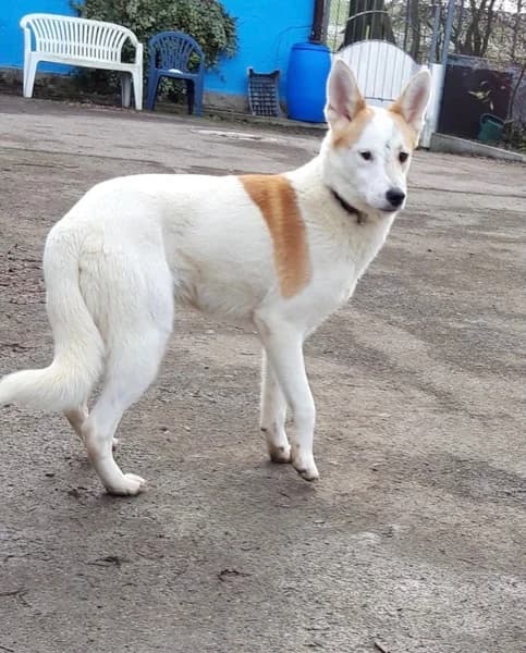 Irvin, Mixed Breed for adoption at Tierheim Rothenburg ob der Tauber – Neusitz, Rothenburg ob der Tauber