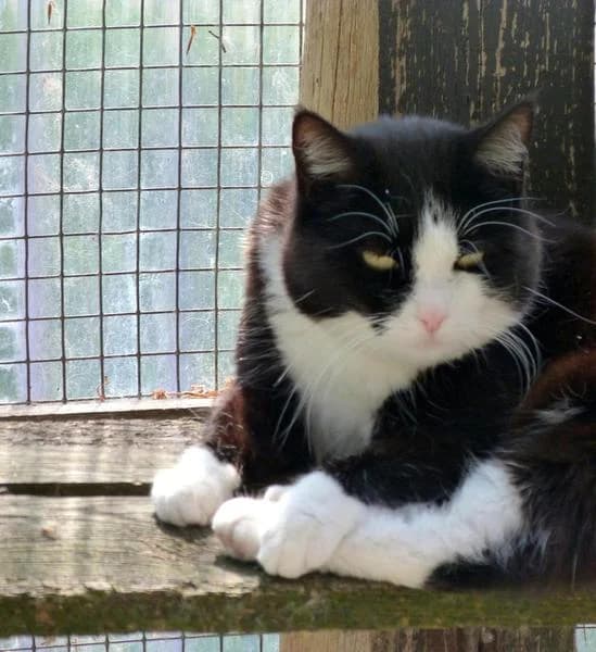 Luna geb. 2012 K, senior Mixed Breed for adoption at Tierheim Rothenburg ob der Tauber – Neusitz, Rothenburg ob der Tauber