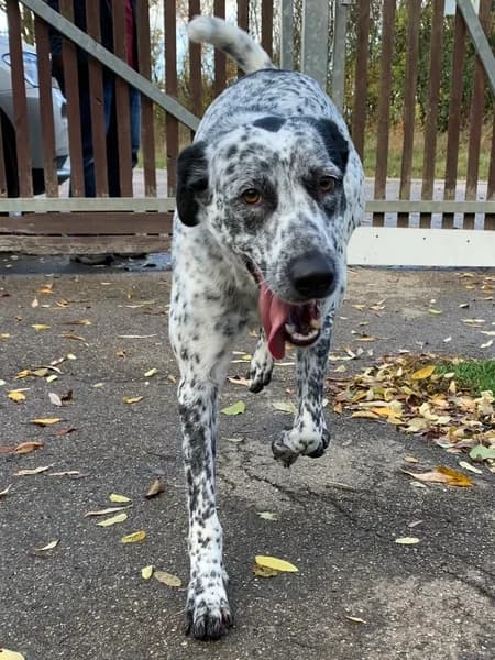 Shanti, female senior Mixed Breed for adoption at Tierheim Rothenburg ob der Tauber – Neusitz, Rothenburg ob der Tauber