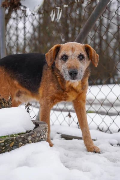 Enna 2017, female senior Mixed Breed for adoption at Tierheim Rothenburg ob der Tauber – Neusitz, Rothenburg ob der Tauber