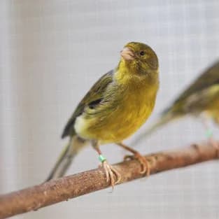 Kanarienvögel, mixed breed for adoption at Tierschutzverein Tegernseer Tal e.V. (Tierheim Rottach-Egern)