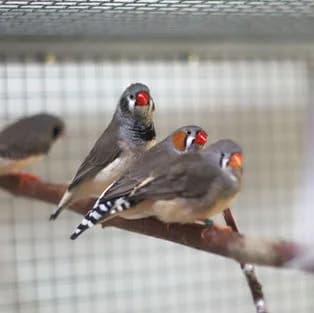 Zebrafinken, Mixed Breed for adoption at Tierschutzverein Tegernseer Tal e.V. (Tierheim Rottach-Egern)