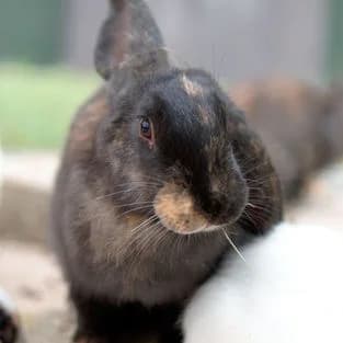 Flora, female young Mixed Breed for adoption at Tierschutzverein Tegernseer Tal e.V. (Tierheim Rottach-Egern)