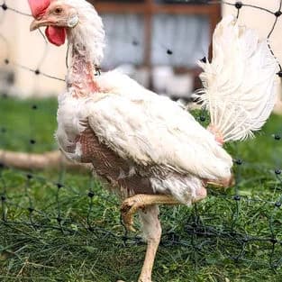 Lebensplätze gesucht, weiß mixed breed for adoption at Tierschutzverein Tegernseer Tal e.V. (Tierheim Rottach-Egern)