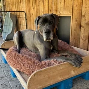 Sir Edgar "Eddy", male 3yo Mixed Breed for adoption at Tierschutzverein Tegernseer Tal e.V. (Tierheim Rottach-Egern)