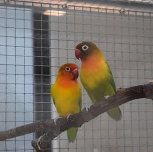 Birdy & Bebby, Mixed Breed for adoption at Tierschutzverein Tegernseer Tal e.V. (Tierheim Rottach-Egern)