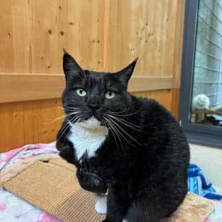 Daisy, female 6yo Mixed Breed for adoption at Tierschutzverein Tegernseer Tal e.V. (Tierheim Rottach-Egern)