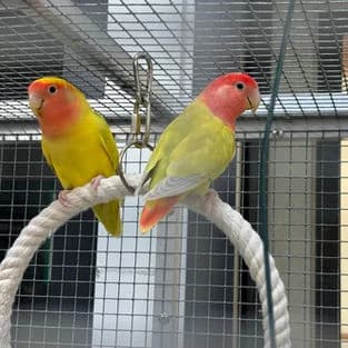 Pinky & Peter, Mixed Breed for adoption at Tierschutzverein Tegernseer Tal e.V. (Tierheim Rottach-Egern)