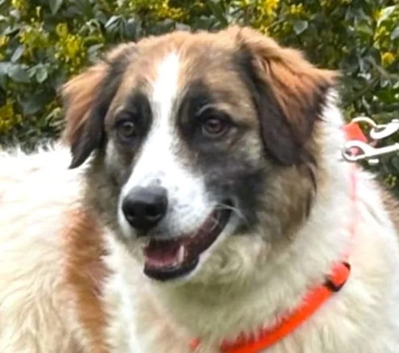 Adam, male Mixed Breed for adoption at Tierschutzverein Russelsheim, Rüsselsheim