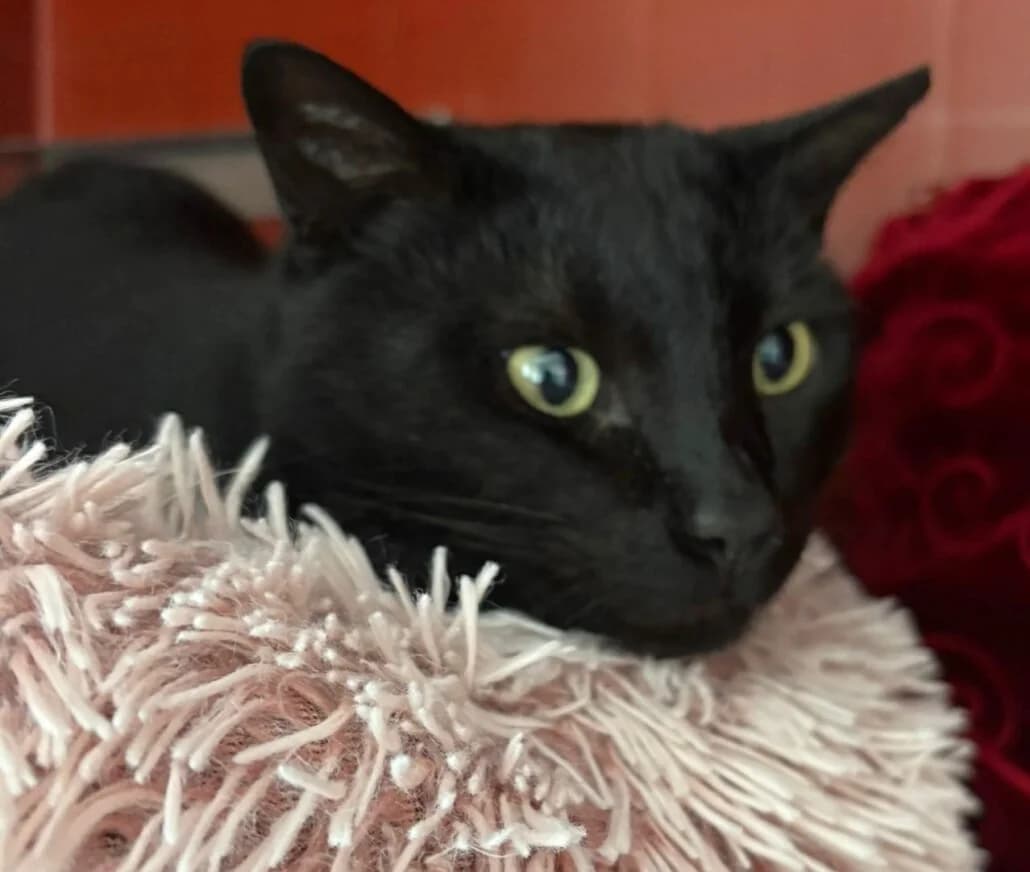 Adrian, male mixed breed for adoption at Tierschutzverein Russelsheim, Rüsselsheim