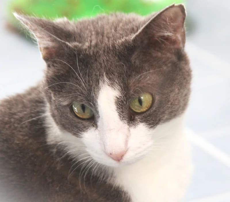 Aladina, female mixed breed for adoption at Tierschutzverein Russelsheim, Rüsselsheim