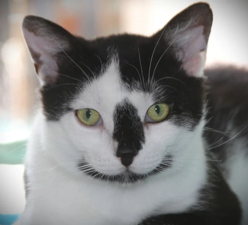 Albert – seit 28.3. auf Pflegestelle, male mixed breed for adoption at Tierschutzverein Russelsheim, Rüsselsheim