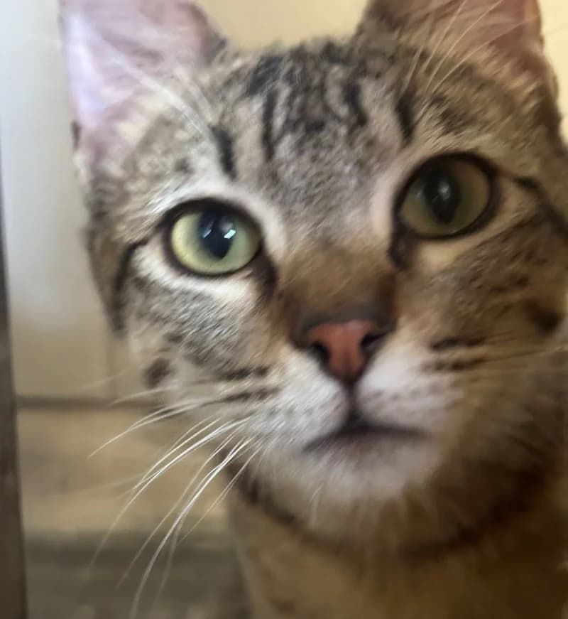 Amalia, female mixed breed for adoption at Tierschutzverein Russelsheim, Rüsselsheim