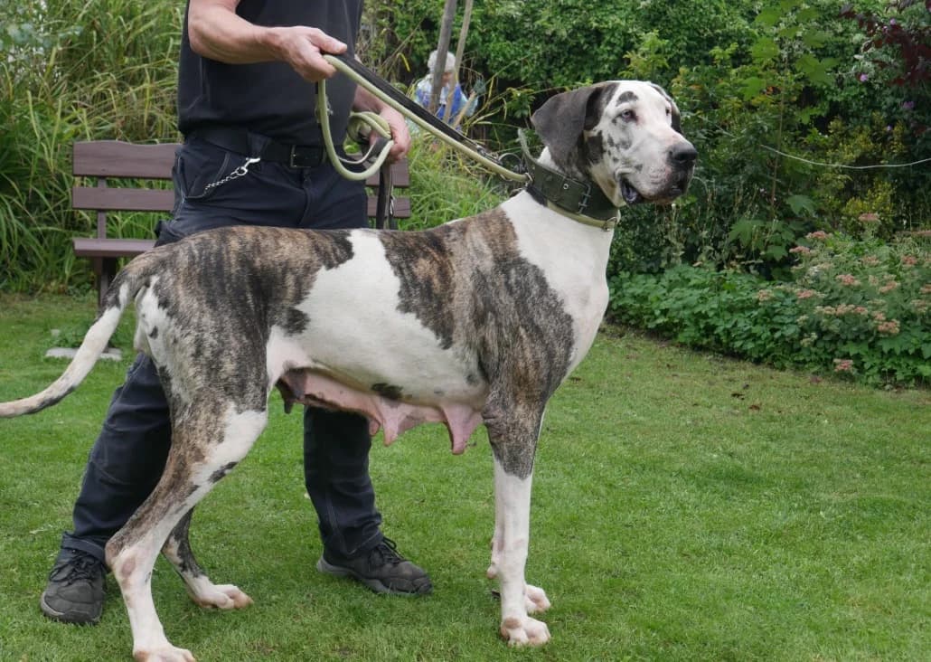 Angie, female 5yo Great Dane for adoption at Tierschutzverein Russelsheim, Rüsselsheim
