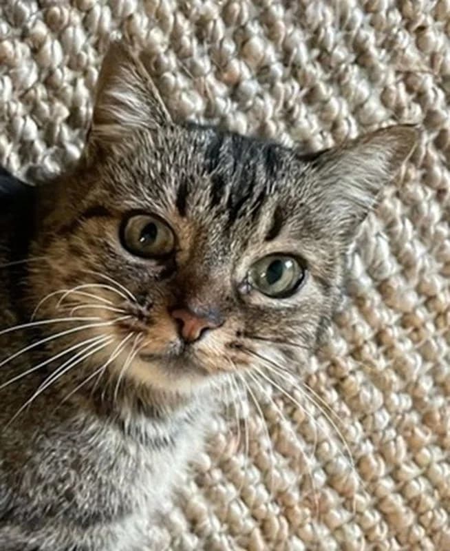 Annabell, female mixed breed for adoption at Tierschutzverein Russelsheim, Rüsselsheim