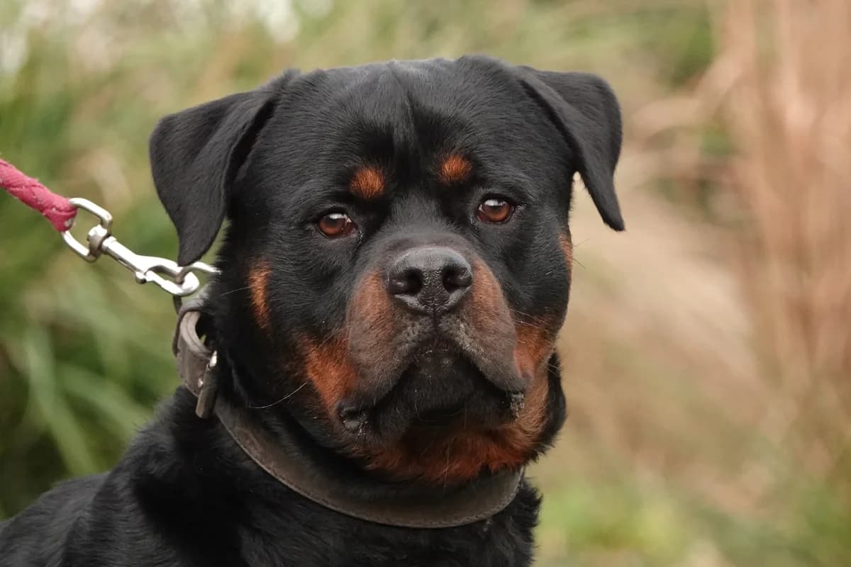 Appah, male 5yo Rottweiler for adoption at Tierschutzverein Russelsheim, Rüsselsheim