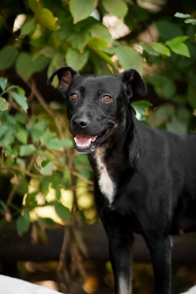 Aspen – ist auf einer Pflegestelle, female Mixed Breed for adoption at Tierschutzverein Russelsheim, Rüsselsheim