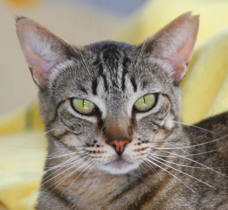 Aurelia, female mixed breed for adoption at Tierschutzverein Russelsheim, Rüsselsheim