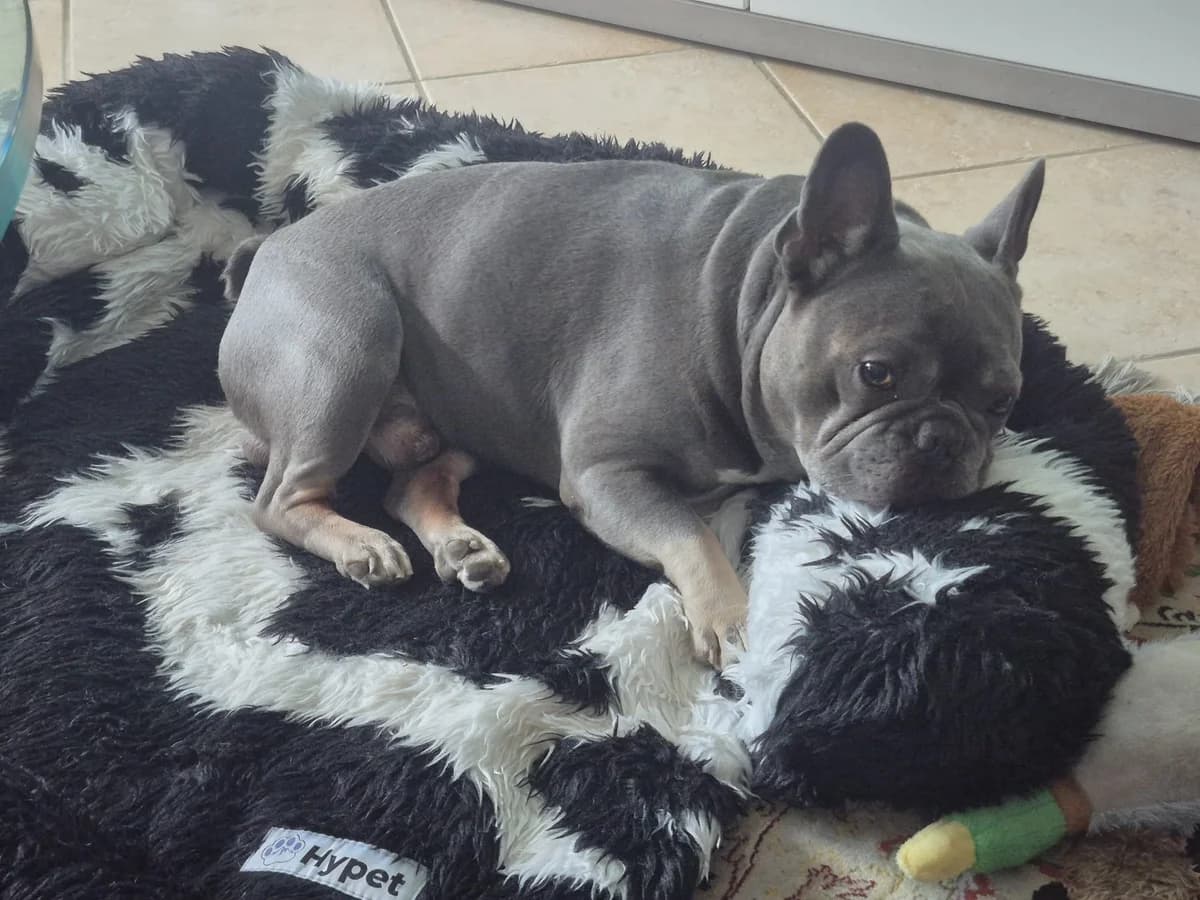 Balou, male 7yo French Bulldog for adoption at Tierschutzverein Russelsheim, Rüsselsheim