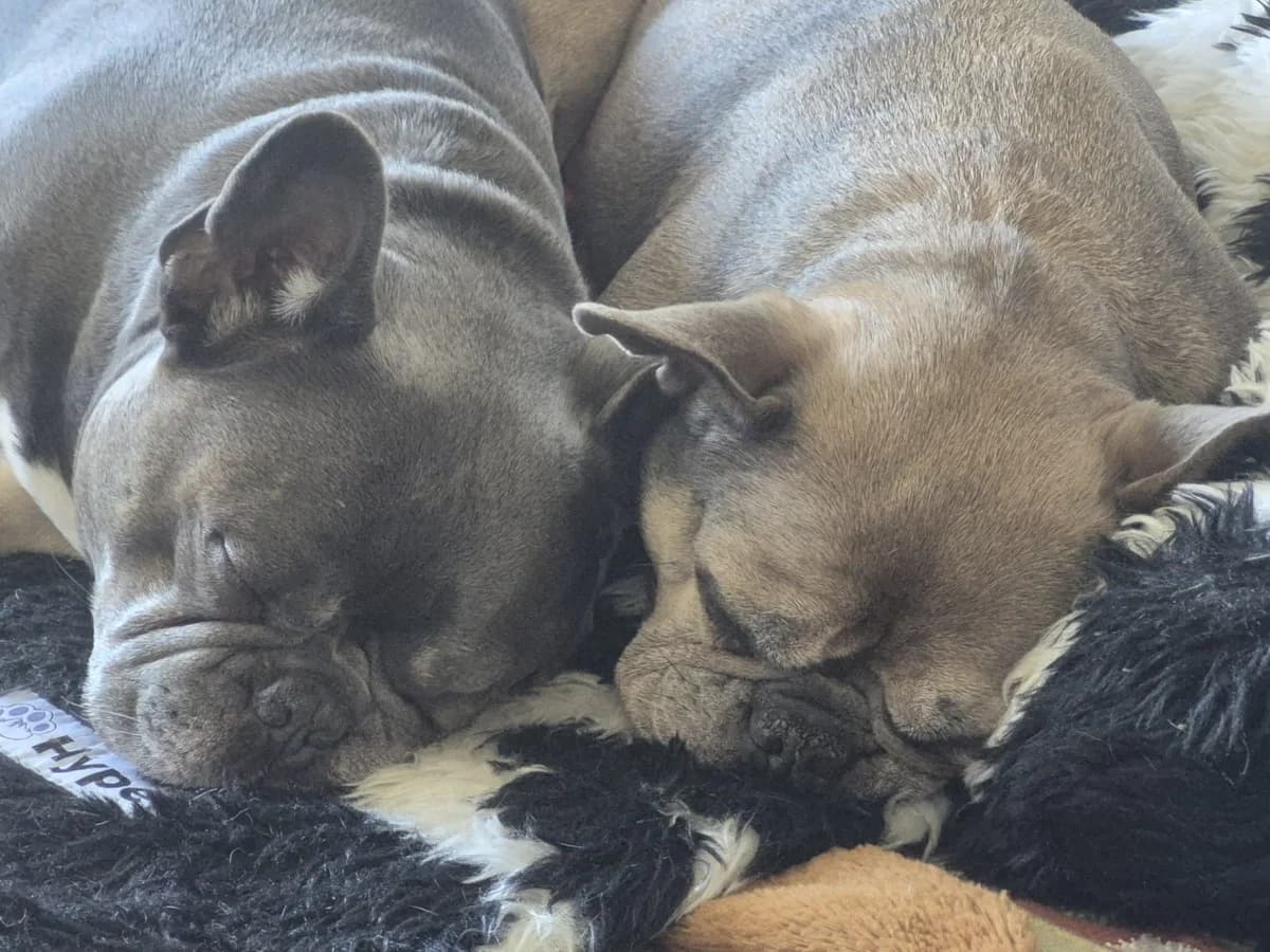 Balu & Mia, female senior French Bulldog for adoption at Tierschutzverein Russelsheim, Rüsselsheim