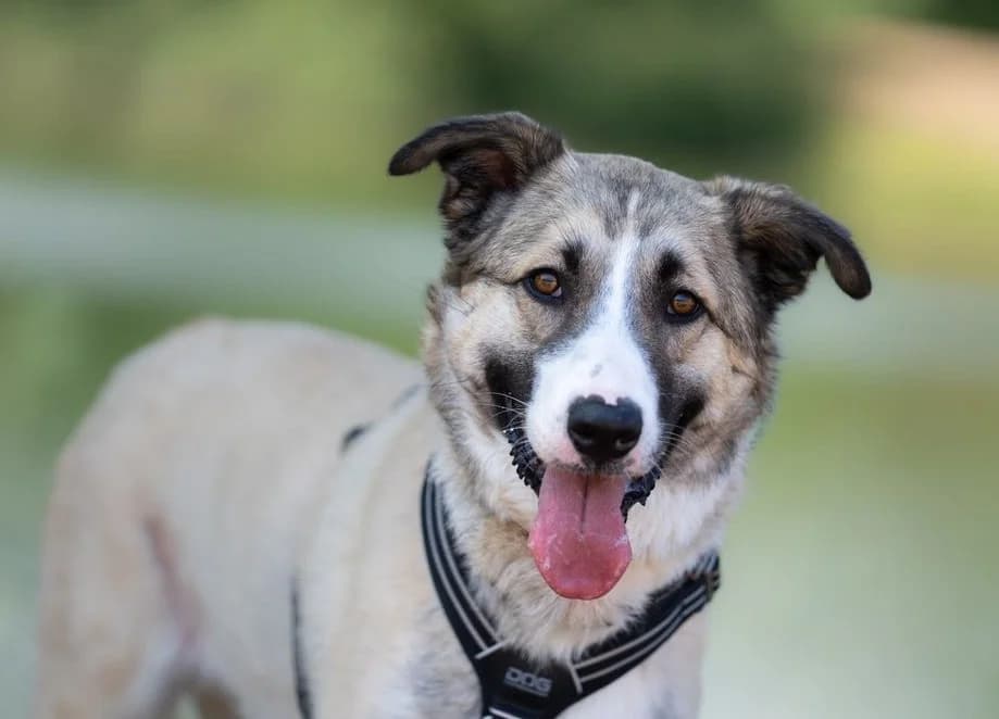 Beauty, female young Mixed Breed for adoption at Tierschutzverein Russelsheim, Rüsselsheim