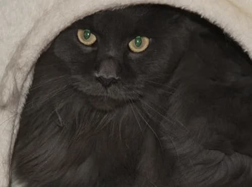 Belli, female 4yo Maine Coon for adoption at Tierschutzverein Russelsheim, Rüsselsheim