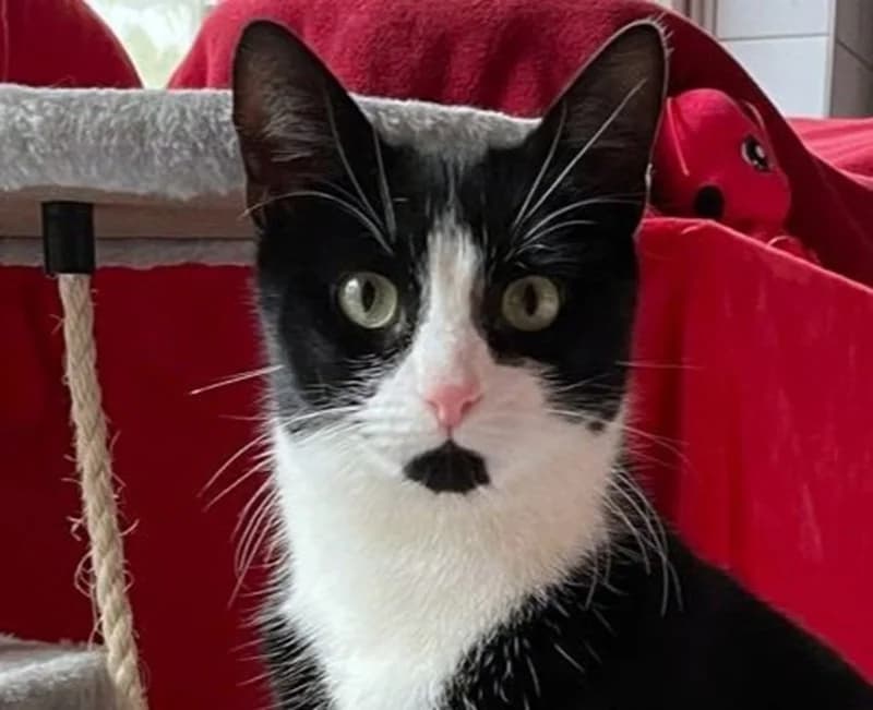 Benny, male mixed breed for adoption at Tierschutzverein Russelsheim, Rüsselsheim