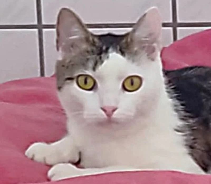 Betty, female young European Shorthair for adoption at Tierschutzverein Russelsheim, Rüsselsheim