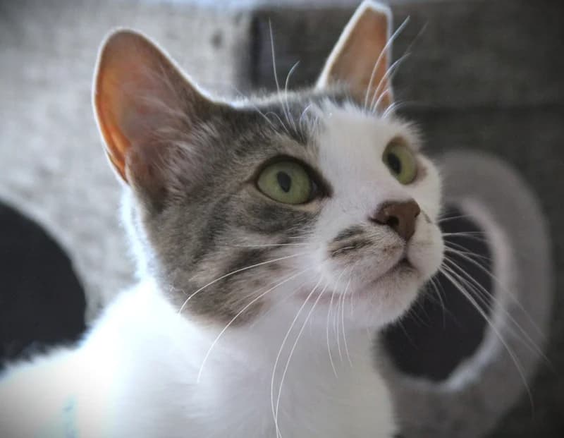 Billa, female mixed breed for adoption at Tierschutzverein Russelsheim, Rüsselsheim