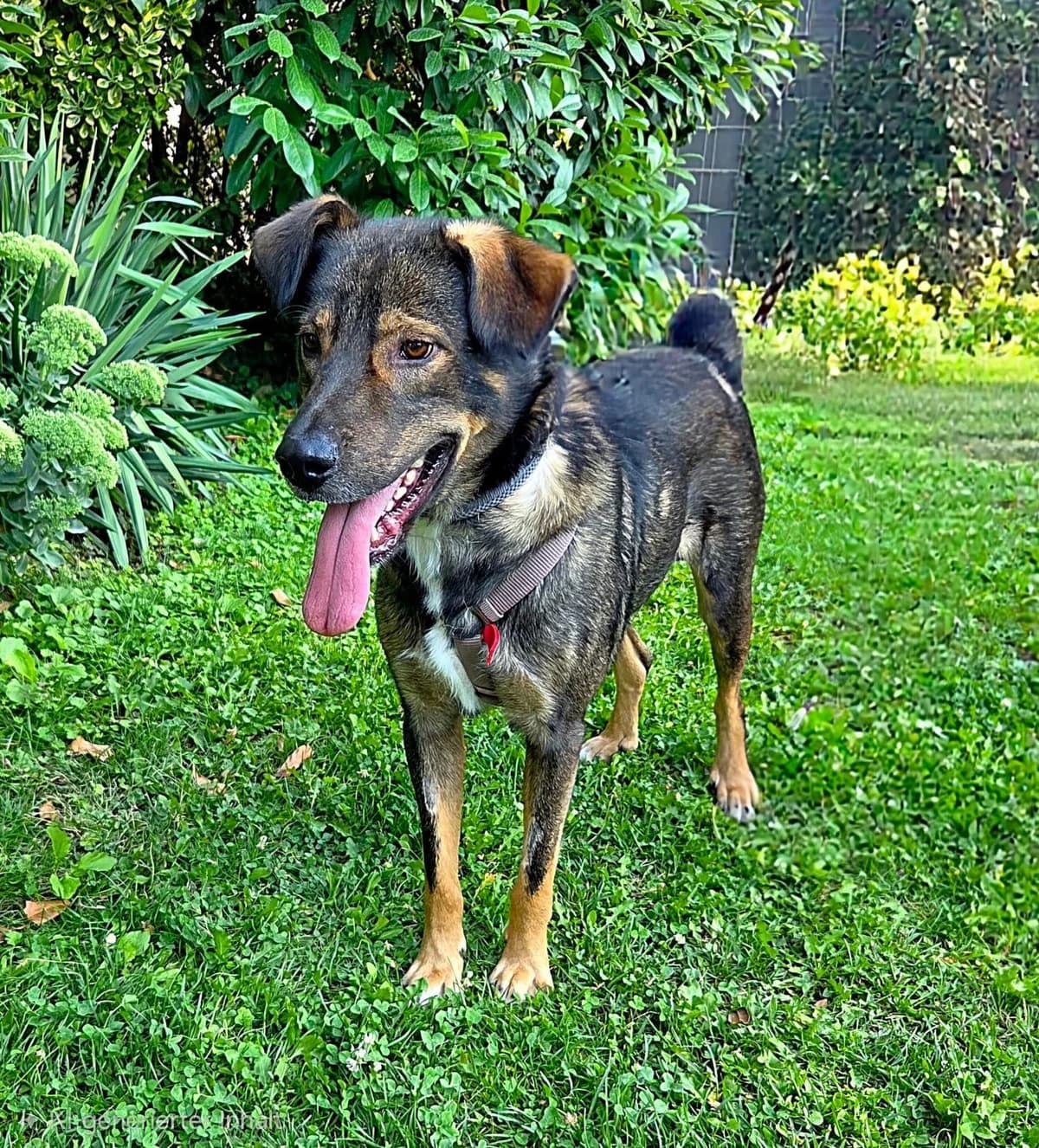 Bobby, male young Mixed Breed for adoption at Tierschutzverein Russelsheim, Rüsselsheim