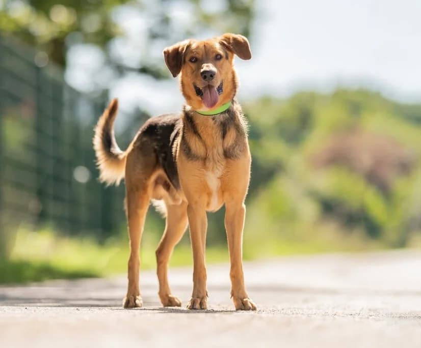 Bobby 2 - ist auf einer Pflegestelle, male 4yo Mixed Breed for adoption at Tierschutzverein Russelsheim, Rüsselsheim