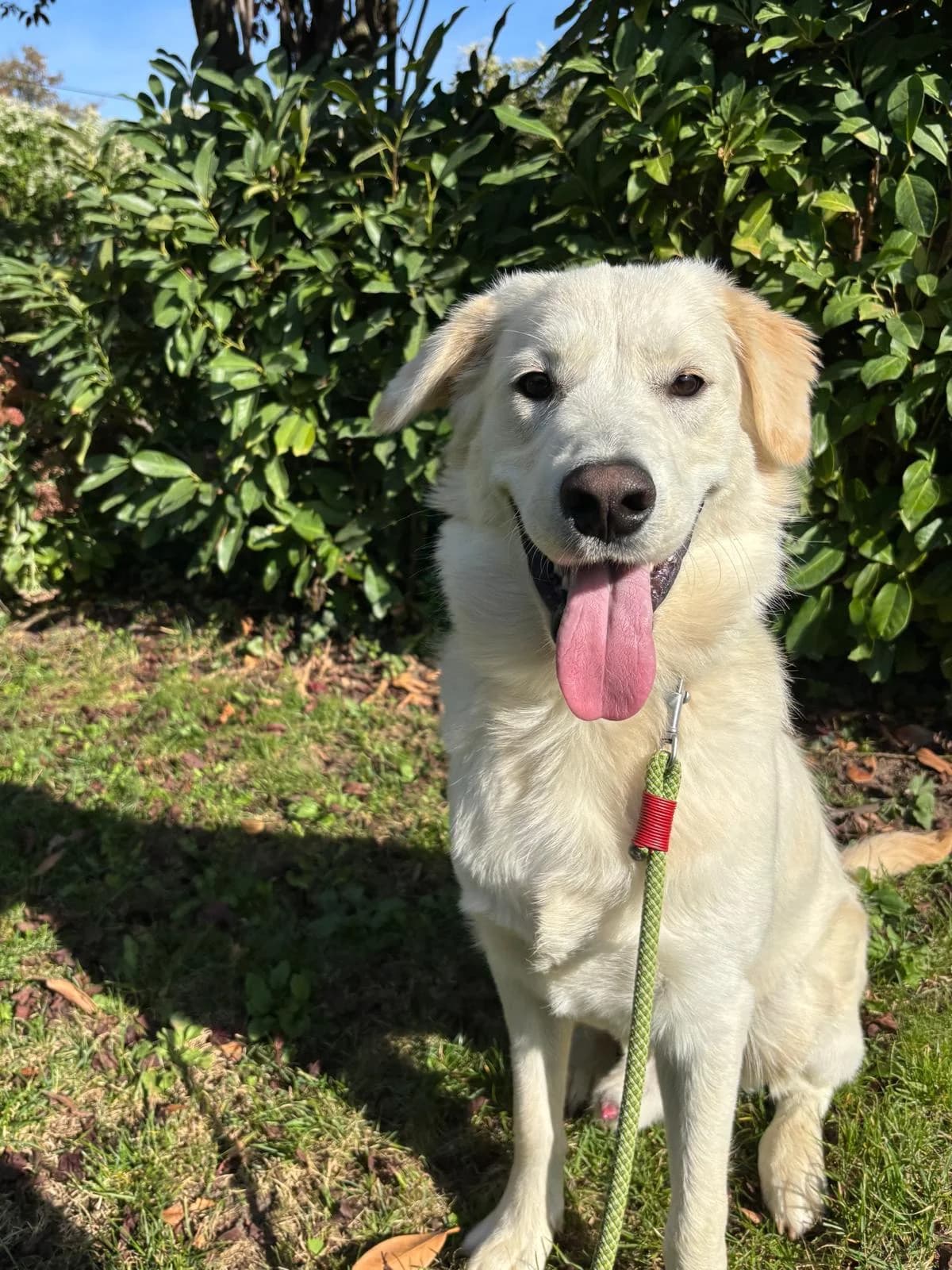 Bobby 3, male puppy Golden Retriever for adoption at Tierschutzverein Russelsheim, Rüsselsheim