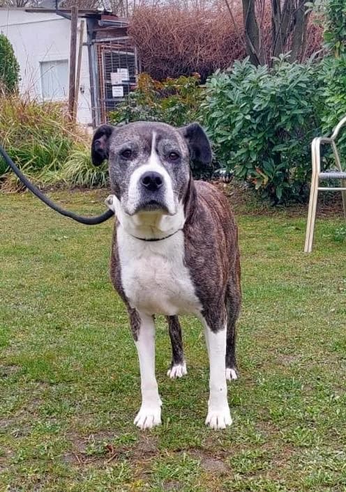 Bonny, female Mixed Breed for adoption at Tierschutzverein Russelsheim, Rüsselsheim