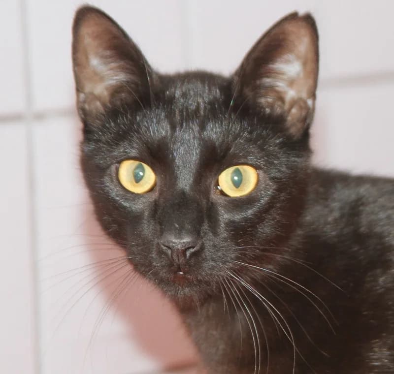 Celtic, male mixed breed for adoption at Tierschutzverein Russelsheim, Rüsselsheim