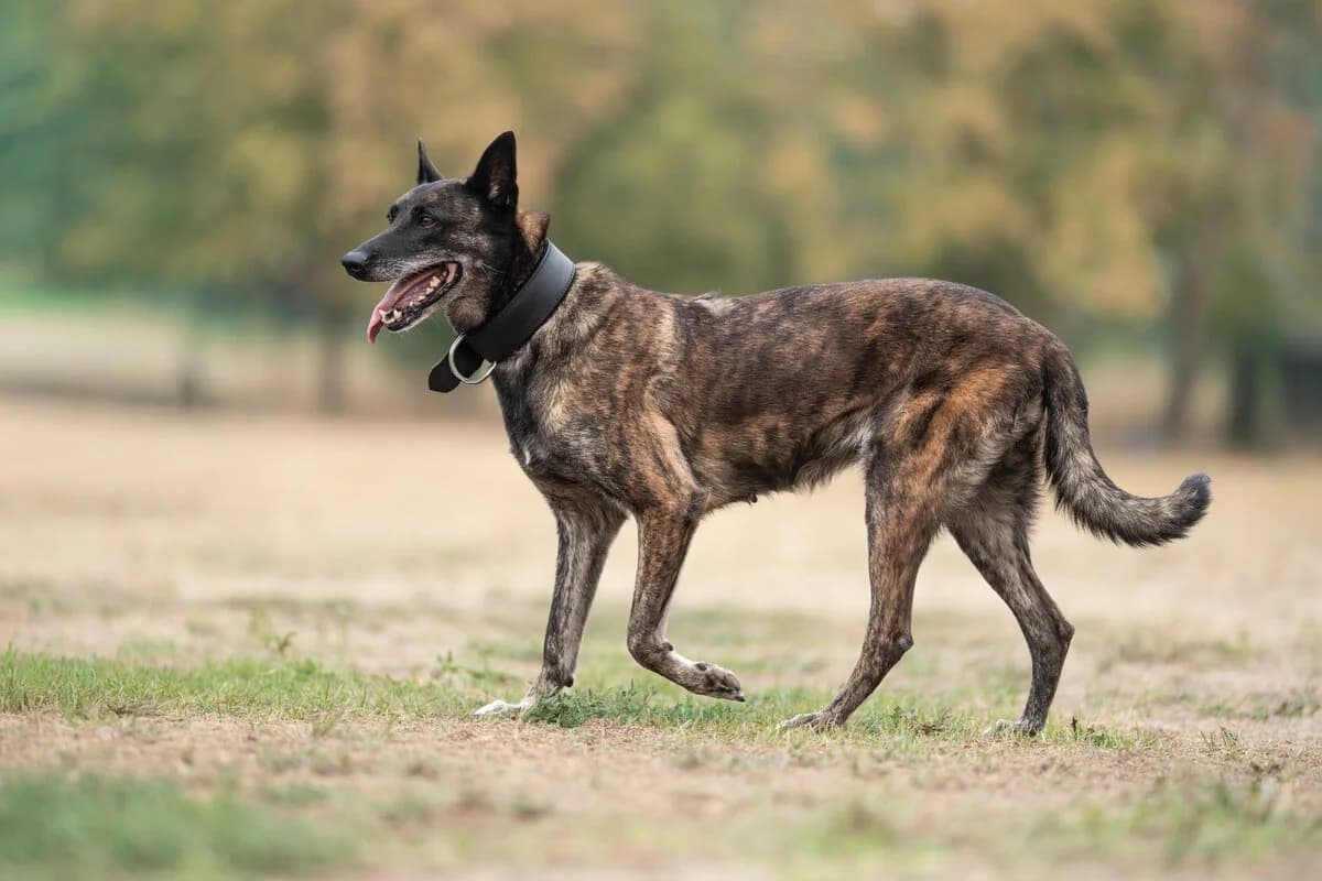 Chili - ist auf einer Pflegestelle, female senior mixed breed for adoption at Tierschutzverein Russelsheim, Rüsselsheim