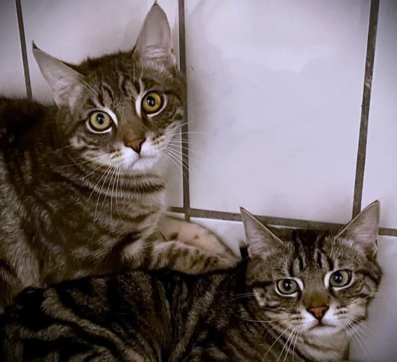 Chris + Jamie, male European Shorthair for adoption at Tierschutzverein Russelsheim, Rüsselsheim