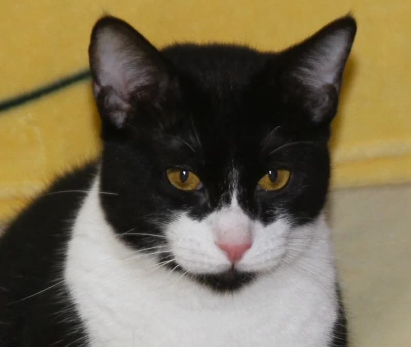 Chulo – vermittelt – am 30.6. ausgezogen, male mixed breed for adoption at Tierschutzverein Russelsheim, Rüsselsheim