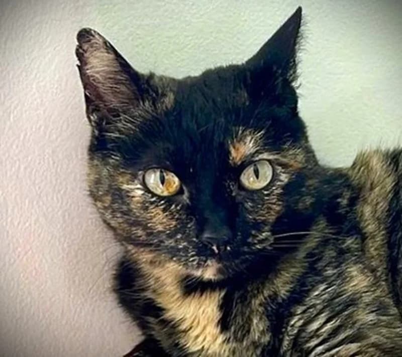 Claire, female mixed breed for adoption at Tierschutzverein Russelsheim, Rüsselsheim