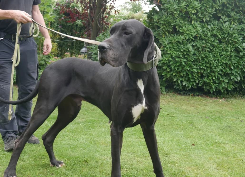 Diego, male 4yo Great Dane for adoption at Tierschutzverein Russelsheim, Rüsselsheim
