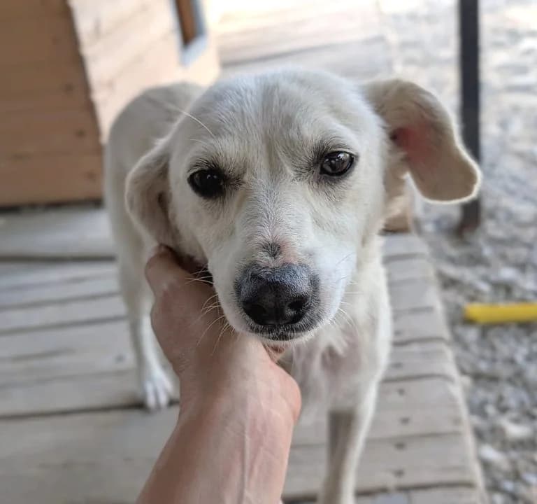 Dundi, female 3yo Mixed Breed for adoption at Tierschutzverein Russelsheim, Rüsselsheim