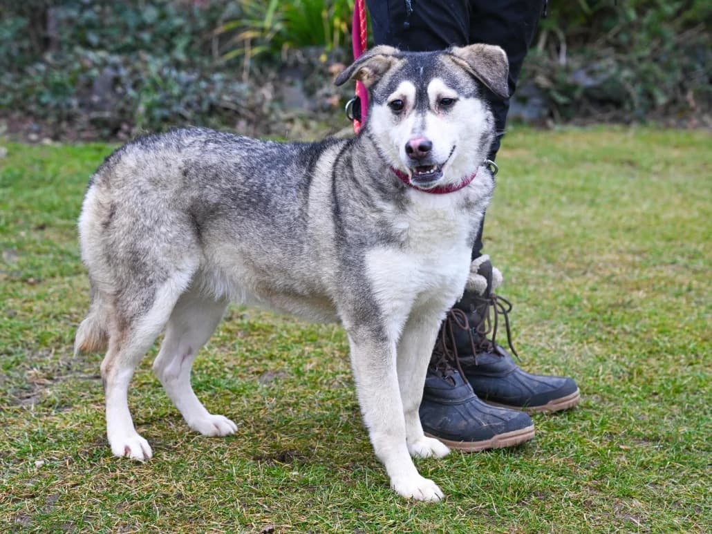 Elisa, female Mixed Breed for adoption at Tierschutzverein Russelsheim, Rüsselsheim
