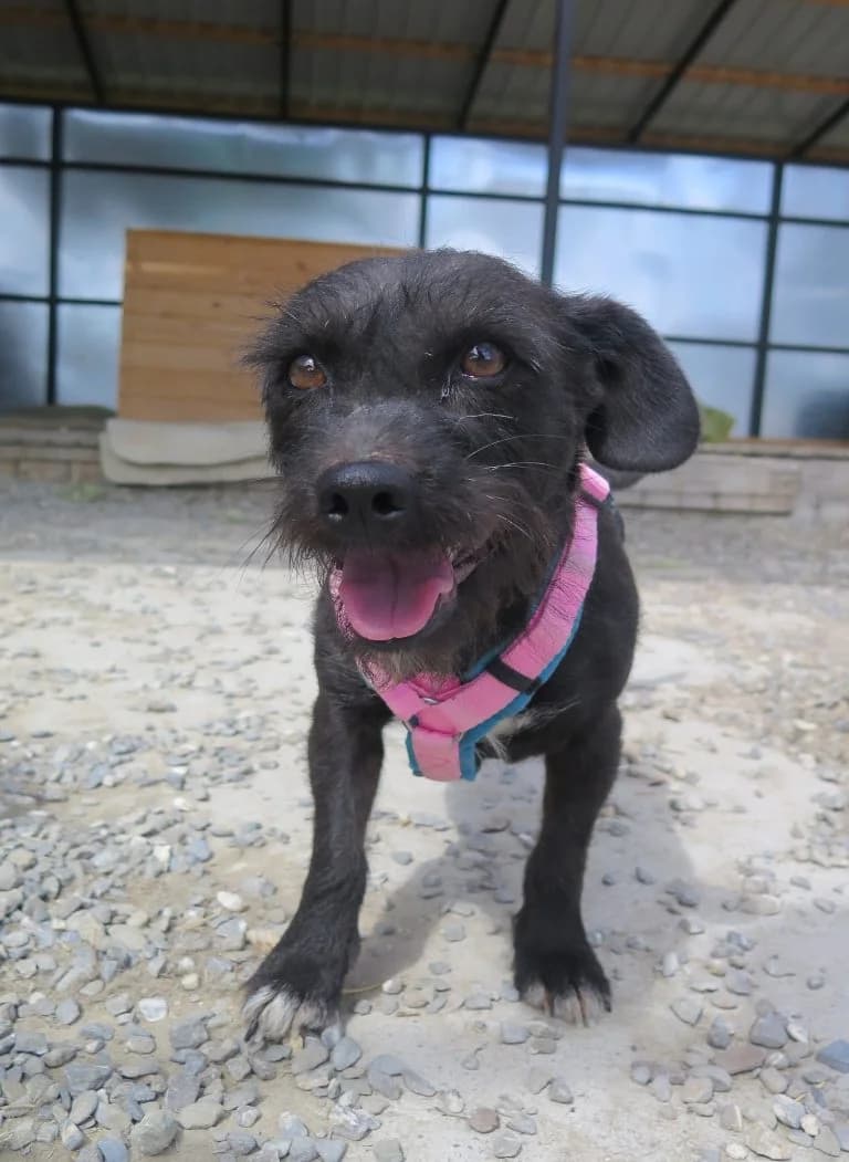 Elvira, female 6yo Mixed Breed for adoption at Tierschutzverein Russelsheim, Rüsselsheim