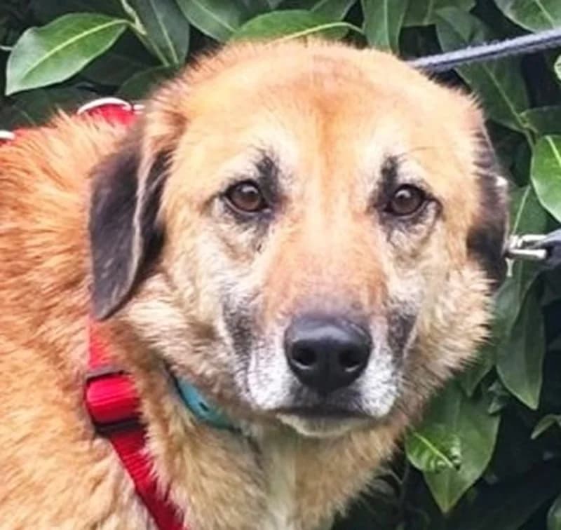 Elvira, female Mixed Breed for adoption at Tierschutzverein Russelsheim, Rüsselsheim
