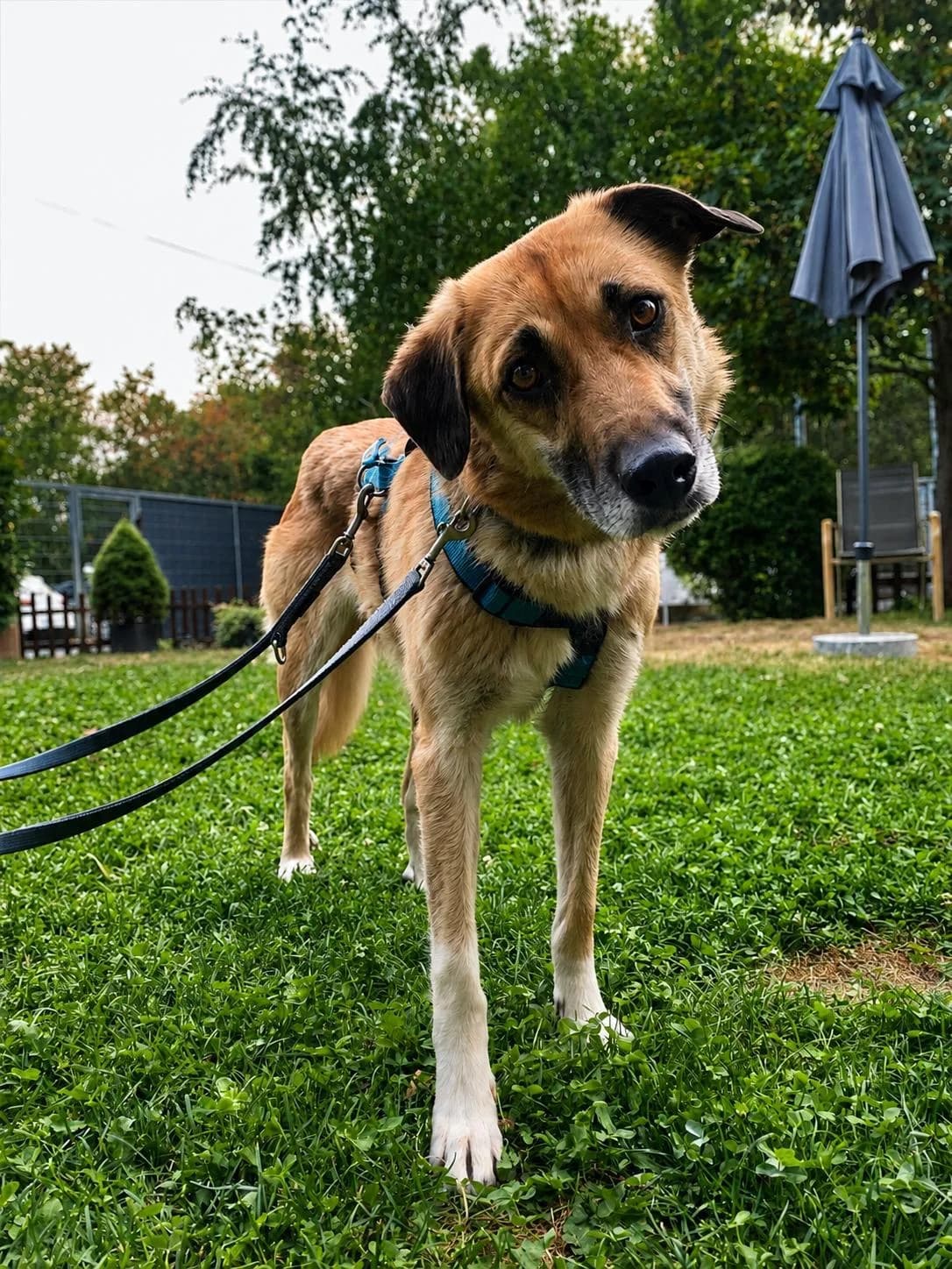 Elvira, female 4yo Mixed Breed for adoption at Tierschutzverein Russelsheim, Rüsselsheim