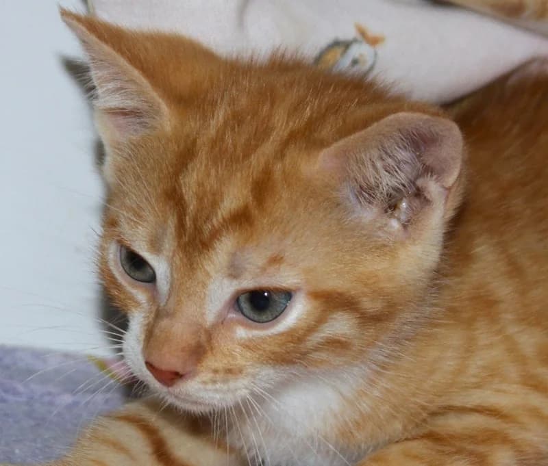 Emil, male mixed breed for adoption at Tierschutzverein Russelsheim, Rüsselsheim